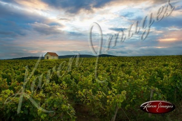 Cote de Beaune Vineyard Bourgogne France burgundy