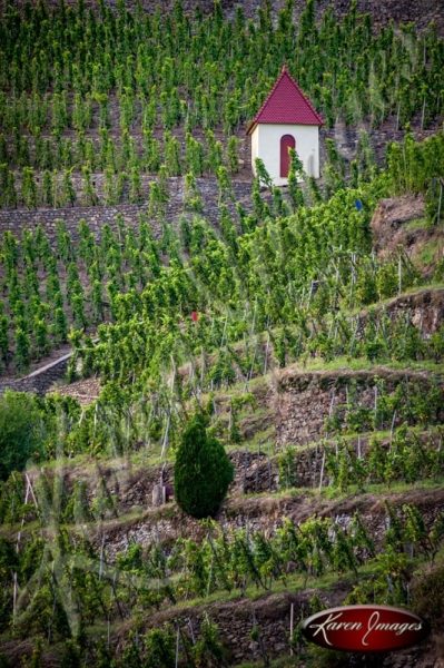 Cote Rotie Vineyard in France with Gnome House