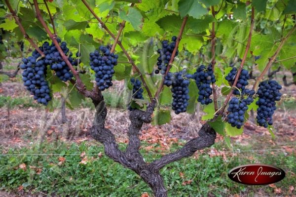 Pinot noir grapes ready for harvest in cote rotie