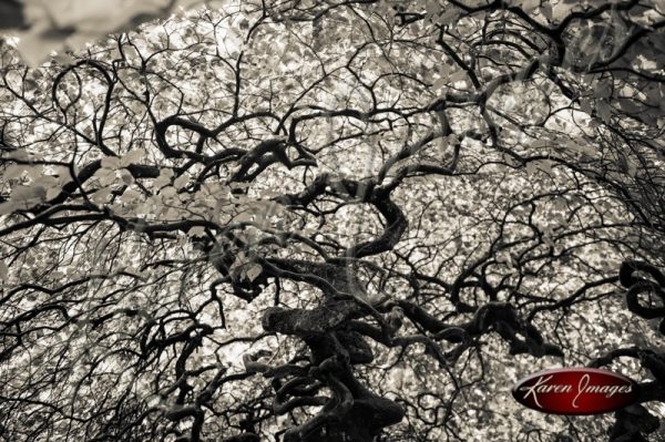 Forest of Verzy France twisted trees scary trees