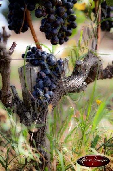 Grapes near harvest in Cote Rotie