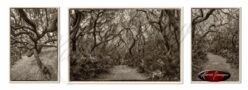 Set of 3 images of cumberland island wilderness in sepia