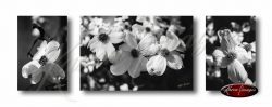 Set of 3 images of dogwood blossoms in black and white