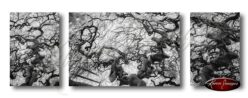 set of 3 images of faux de verzy france black and white twisted forest of verzy