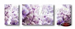 Set of 3 wisteria blossom images