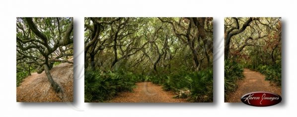 Set of 3 images of cumberland island wilderness in color