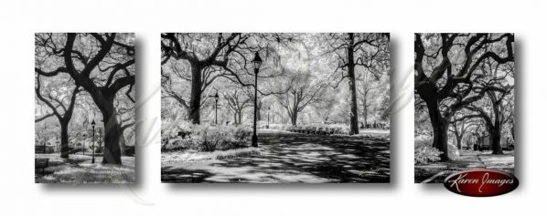 Set of 3 images of savannah live oaks in forsyth park write square pulaski square black and white