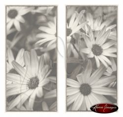 sepia of gerbera blossoms