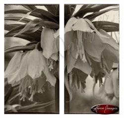 sepia image of lutea fritillaria flowers