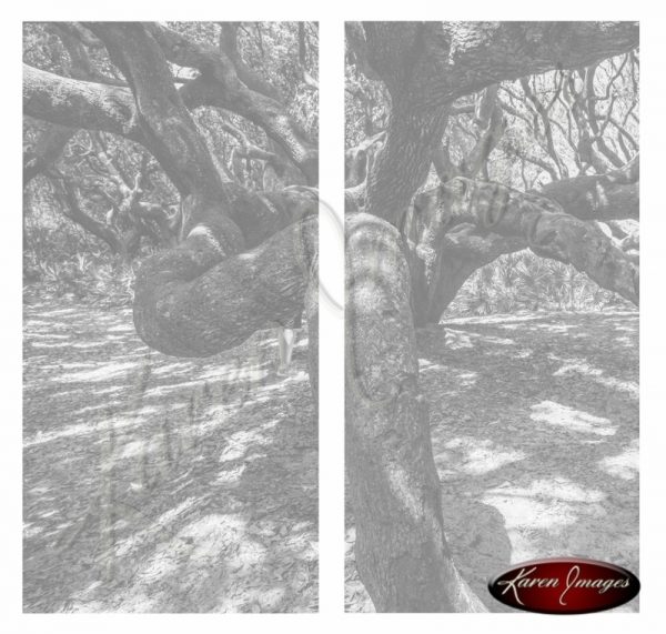 black and white live oak crawling