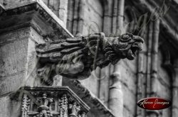 Black and white of brugge belgium stone gargoyle brussels griffon falcon eagle