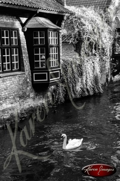 Black and white of brugge belgium swan on canal brick homes