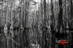 Black and white image of the okefenokee swamp georgia