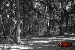 Black and white image of the okefenokee swamp georgia