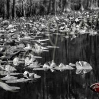 Okefenokee Swamp