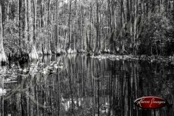 Black and white image of the okefenokee swamp georgia