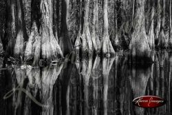 Black and white image of the okefenokee swamp georgia