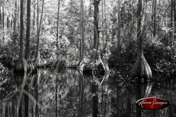 Black and white image of the okefenokee swamp georgia