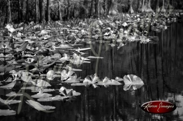 Black and white image of the okefenokee swamp georgia