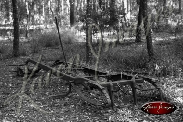 Black and white image of the okefenokee swamp georgia