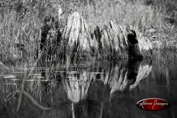 Black and white image of the okefenokee swamp georgia