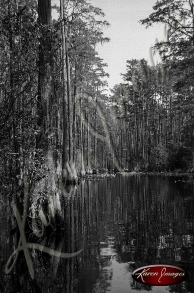 Black and white image of the okefenokee swamp georgia