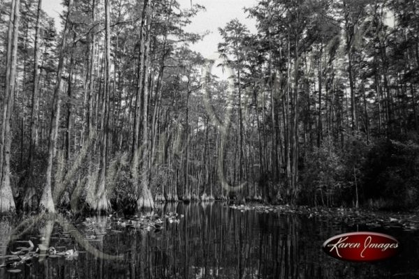 Black and white image of the okefenokee swamp georgia