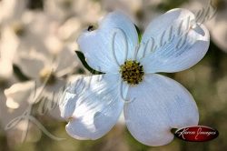 dogwood blossom