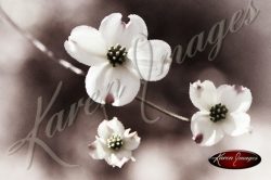 dogwood blossom