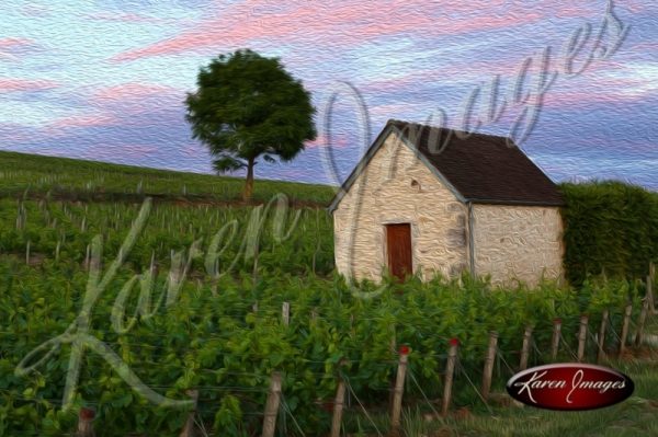 sunset in chablis france grand cru vineyards