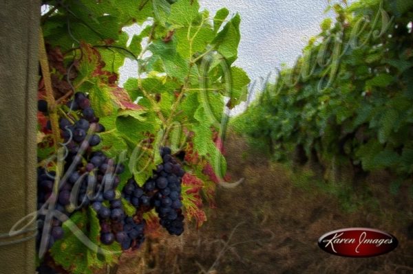 painting of pinot noir grapes at harvest in champagne france