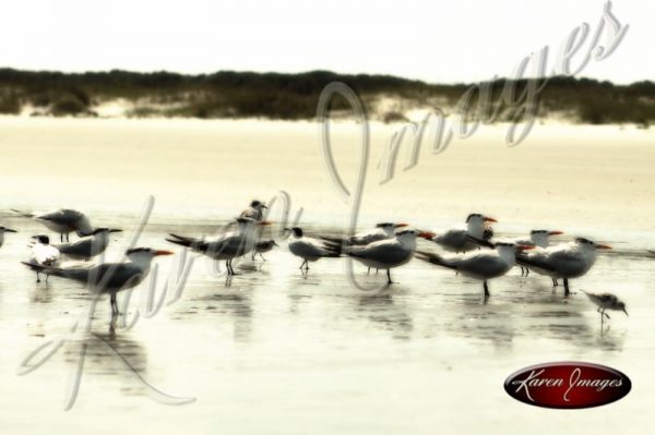 image of sea gulls birds coast beach sea island