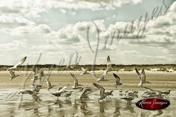 image of sea gulls birds coast beach sea island