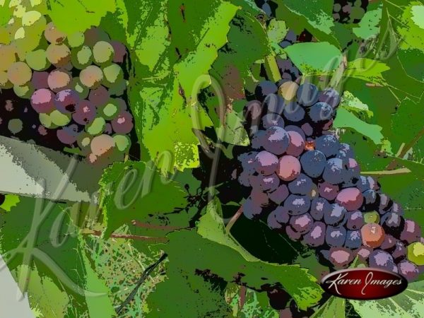 Cartoon Images of France wine beaune reims vineyards pinot noir