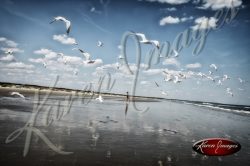 Cumberland Island seashore sea beach beach images marsh ocean views sunsets