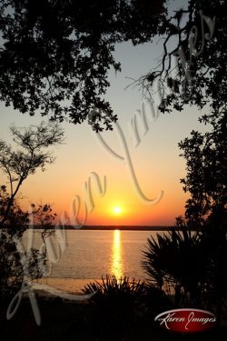 sunset-through-the-trees-v