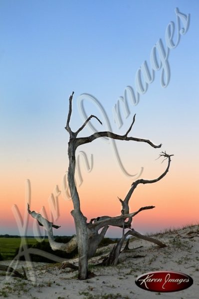 Cumberland Island seashore sea beach beach images marsh ocean views sunsets