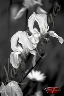 tulip flower fleur black and white iris