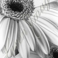 Botanicals B&W