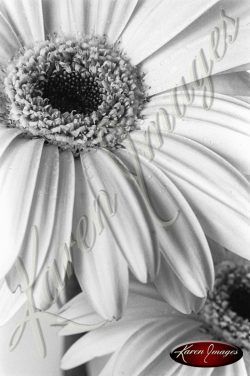 daisies, gerner daisies black and white botanicals blossoms