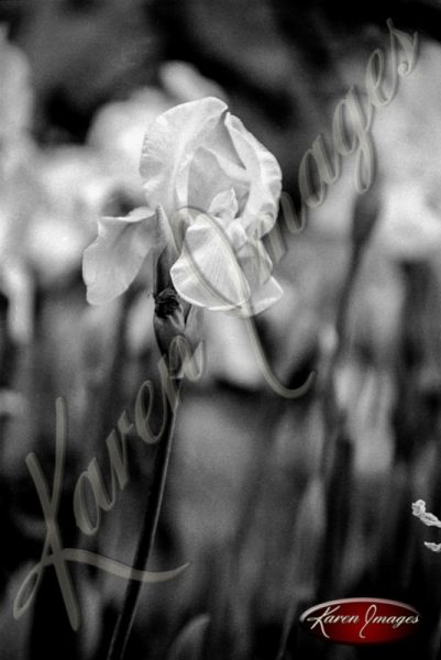 tulip flower fleur black and white iris