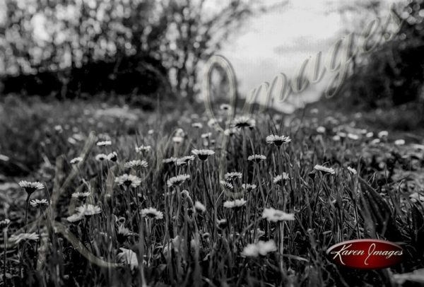 field of wild daisy flowers in black and white