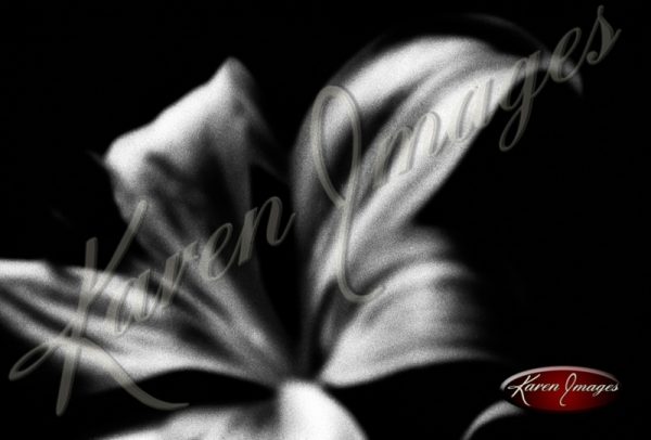 black and white flower image flowers floral on black in black and white