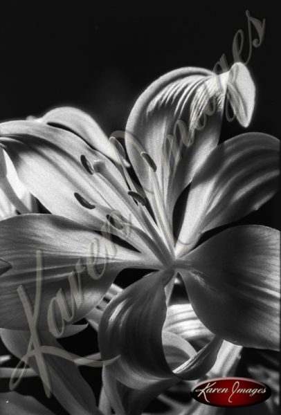 black and white flower image flowers floral on black in black and white