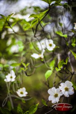 Dogwood_Tree_Images_Dogwood_Blossoms_Atlanta_003