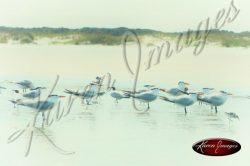 image of sea gulls birds coast beach sea island