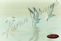 image of sea gulls birds coast beach sea island