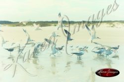 image of sea gulls birds coast beach sea island