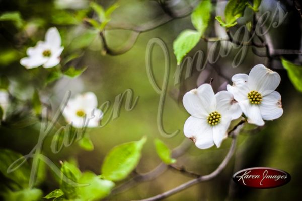 Dogwood_Tree_Images_Dogwood_Blossoms_Atlanta_003