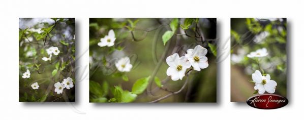 Set of 3 images of dogwood blossoms in color